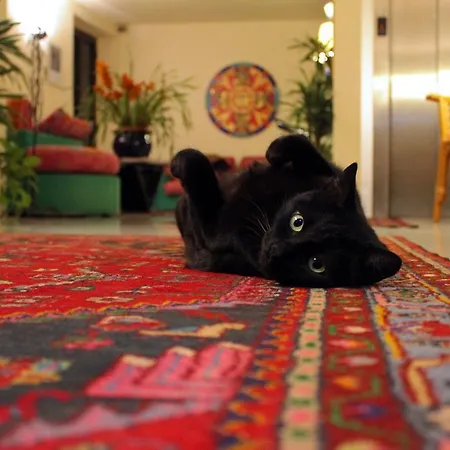 Отель Palagi 3*